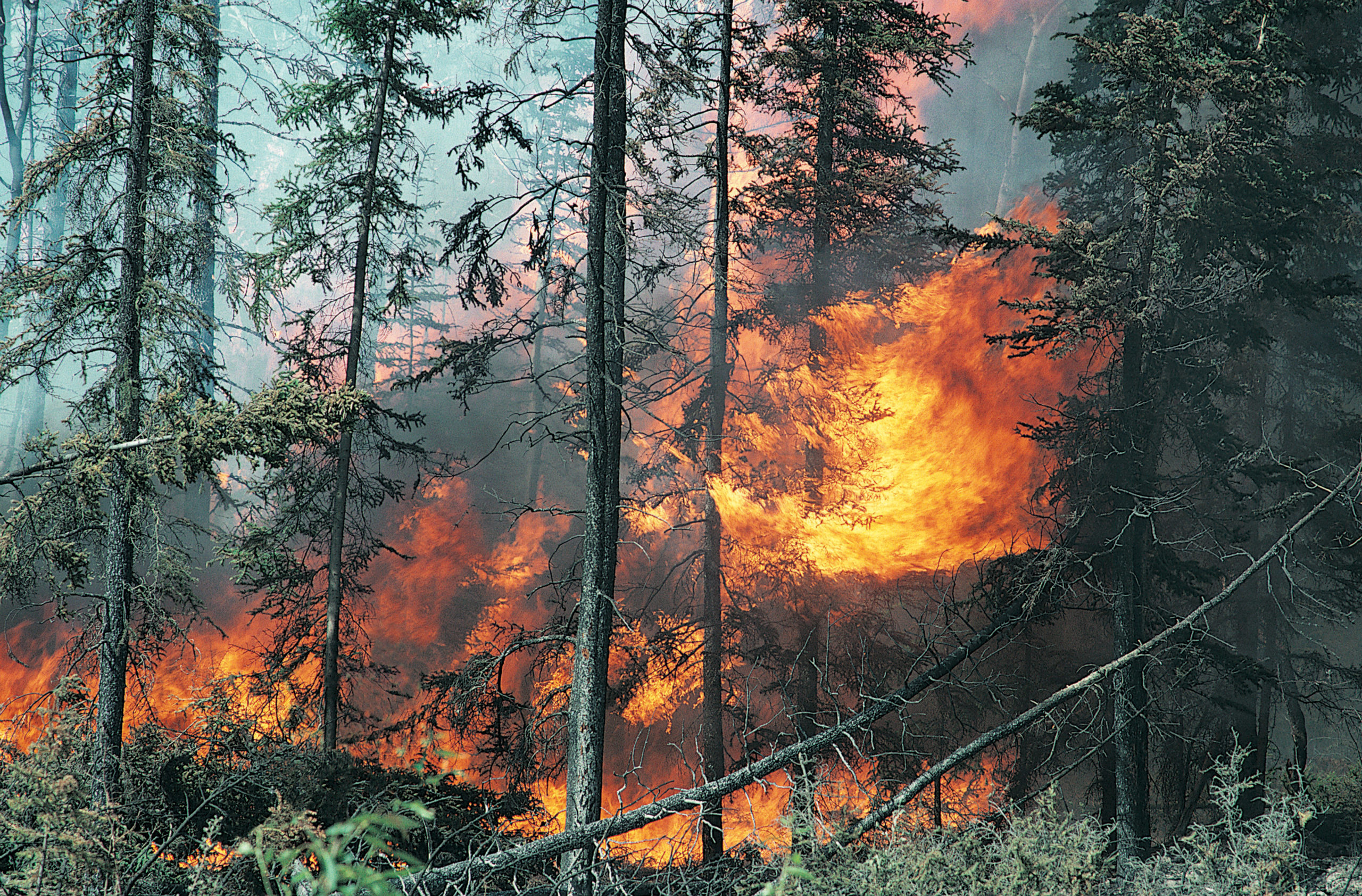 Wildfires, wildlife and what we can do - WWF.CA