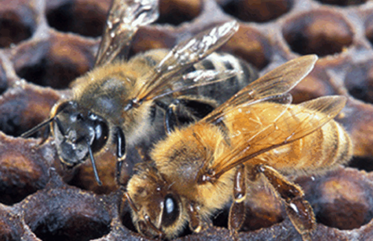 Surviving the Swarm: How to Prepare for Invasive Species Like Killer Bees